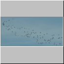 Grus grus - Kranich 08.jpg